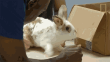 Jumping In The Box Critter Fixers GIF - Jumping In The Box Critter Fixers Rabbit GIFs
