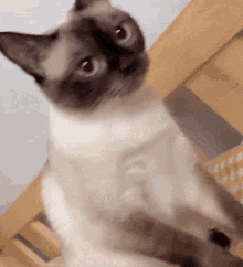 Cat Seal Point GIF - Cat Seal Point Shamu GIFs