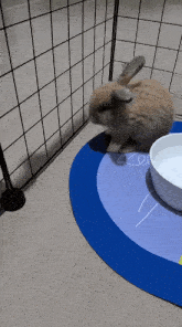 a rabbit is sitting in a cage next to a blue round rug