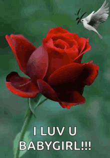 Love You Red Roses GIF - Love You Red Roses Dove GIFs