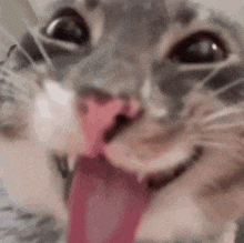 a close up of a cat 's face with its tongue sticking out .