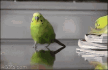 Bird Parakeet GIF - Bird Parakeet Explosion GIFs