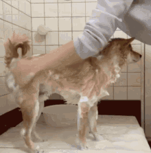a person washing a dog in a bathroom