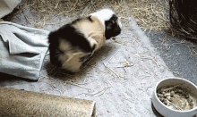 Maka Guinea Pig GIF - Maka Guinea Pig Roll GIFs