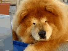 Snoop Dog, I Mean Lion GIF - Dog Drink Fluffy GIFs