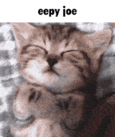 a kitten is sleeping on a bed with its eyes closed and the caption eepy joe .