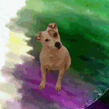 a dog with a green and purple background looks up at the camera