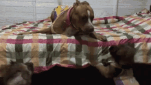 Funny Dog Dog GIF - Funny Dog Dog Pitbull GIFs
