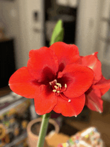 Amaryllis Flower GIF - Amaryllis Flower GIFs
