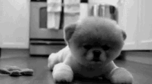Dog Puppy GIF - Dog Puppy Doggy GIFs