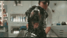 Dog Fart GIF - Dog Fart Tub GIFs