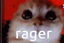 Rager Cat Mad GIF - Rager Cat Mad Evil GIFs