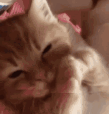 Funny Animals Kitten GIF - Funny Animals Kitten Cute GIFs