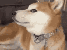 Chonky Doge GIF - Chonky Doge Doggo Meme GIFs