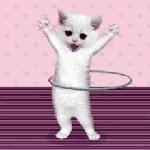 Hula Hoop Cat GIF - Hula Hoop Cat GIFs