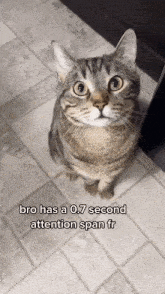Cat Attention GIF