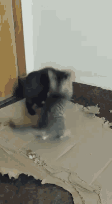 Kitty Fight Cat GIF