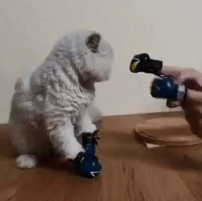 Animal Attacks Kittens GIF - Animal Attacks Kittens Boxing Cats - Discover  & Share GIFs