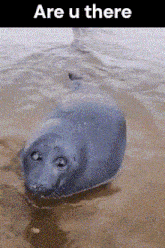 a seal laying in the water with the words are u there above it