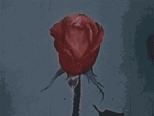 Rose GIF - Flowers Pretty Rose GIFs