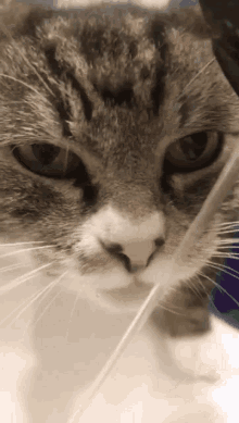 Cat Sneeze GIFs | Tenor