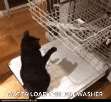 Dishwasher Cat GIF - Dishwasher Cat Funny Cat GIFs