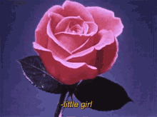 little girl bloom rose