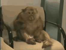 monkey sneeze sit animal cute