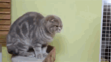 a cat is sitting on top of a wooden box on a table .