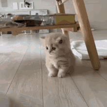 Kitty Cute GIF - Kitty Cute Cat GIFs