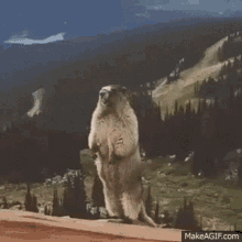 a groundhog standing on its hind legs on top of a mountain .