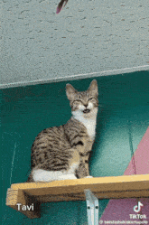 Ipad Kid Cat GIF - Ipad Kid Cat Kitty GIFs