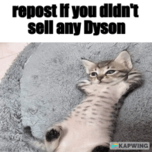 a picture of a kitten laying on its back with the caption repost if you didn 't sell any dyson