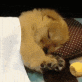a puppy is sleeping on a bed next to a pillow