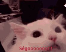 Cat Ségolène GIF - Cat Ségolène GIFs