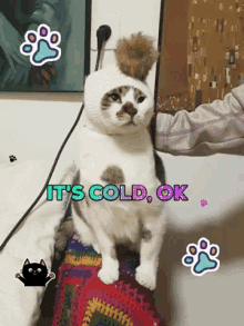 cold cat hat cute cat fluffy