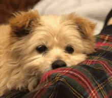 Mitsy Dog GIF - Mitsy Dog Cute Dog GIFs