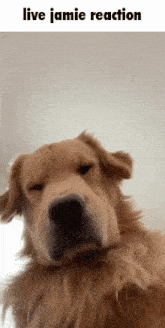 a close up of a dog with the words live jamie reaction below it