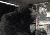 a black monkey is eating a green leaf in a cage .