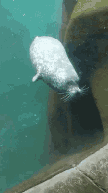 Seal Hittingawall GIF