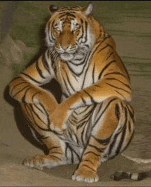 a tiger is squatting down with its paws crossed