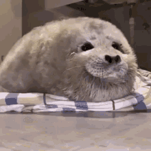 a gif of a grey fluffy seal wrapped up in a blanket, blinking and looking around