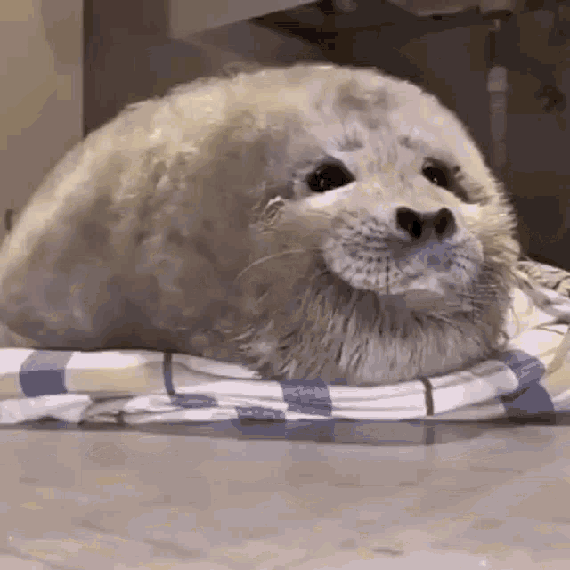 happy-fluffy.gif