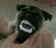 Pug Scary GIF - Pug Scary GIFs