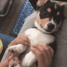 Corgi Puppy GIF - Corgi Puppy Pet GIFs