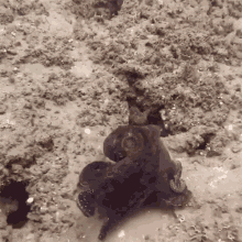 octopus camouflage hide cephalopod ocean