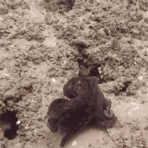 octopus-camouflage.gif