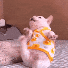 a small white dog wearing a yellow and white shirt is standing on its hind legs .
