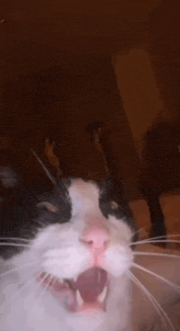 a black and white cat with its mouth wide open