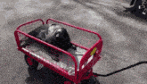 a black dog is laying in a red wagon